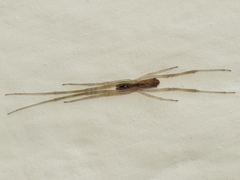 Episinus algiricus