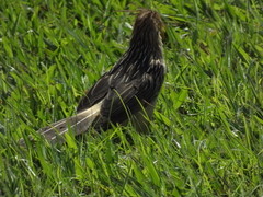 Guira guira