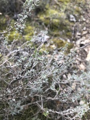 Thymus vulgaris