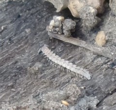 Brachydesmus superus