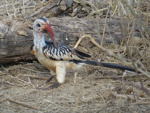 Northern Red-billed Hornbill