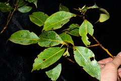 Lithocarpus