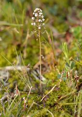 Teesdalia coronopifolia