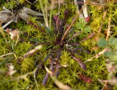 Teesdalia coronopifolia