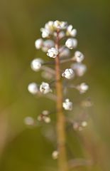 Teesdalia coronopifolia