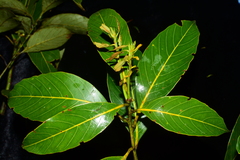 Lithocarpus