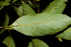Lithocarpus