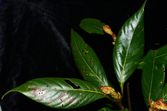 Lithocarpus