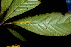 Lithocarpus