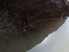 Charybdis hellerii