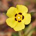 Spotted Rock-Rose - Photo (c) Lucie Bauret, some rights reserved (CC BY-NC), uploaded by Lucie Bauret