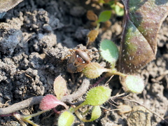 Stagonomus bipunctatus