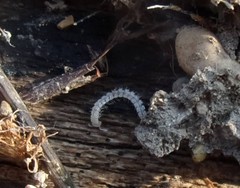 Brachydesmus superus