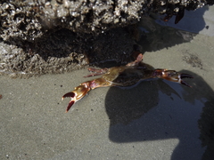 Charybdis hellerii