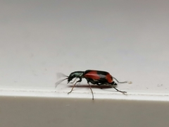 Anthocomus equestris