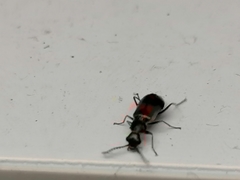 Anthocomus equestris