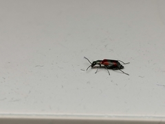 Anthocomus equestris