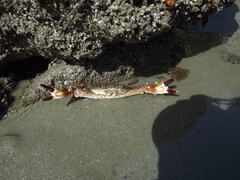 Charybdis hellerii