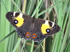 Tisiphone abeona albifascia