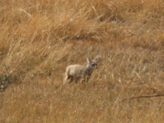 Vulpes bengalensis
