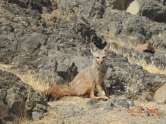 Vulpes bengalensis