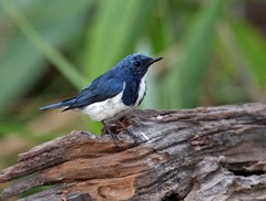 Ficedula superciliaris