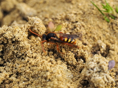 Nomada lathburiana