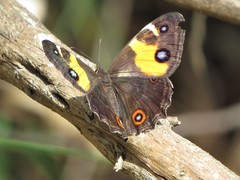 Tisiphone abeona albifascia