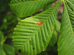 Cameraria ohridella