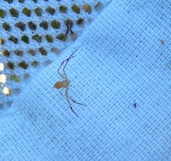 Misumenops rubrodecoratus