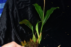 Coelogyne