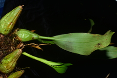 Coelogyne