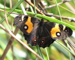 Tisiphone abeona albifascia