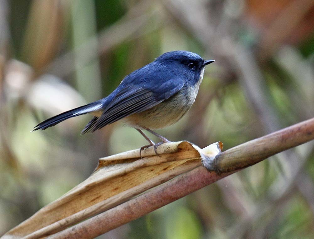 Slaty-blue Flycatcher