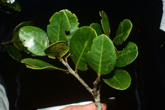 Castanopsis