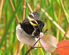 Tisiphone abeona albifascia