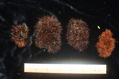 Castanopsis