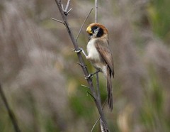 Paradoxornis guttaticollis