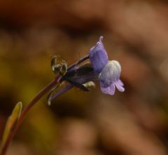 Linaria arvensis