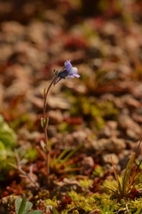 Linaria arvensis