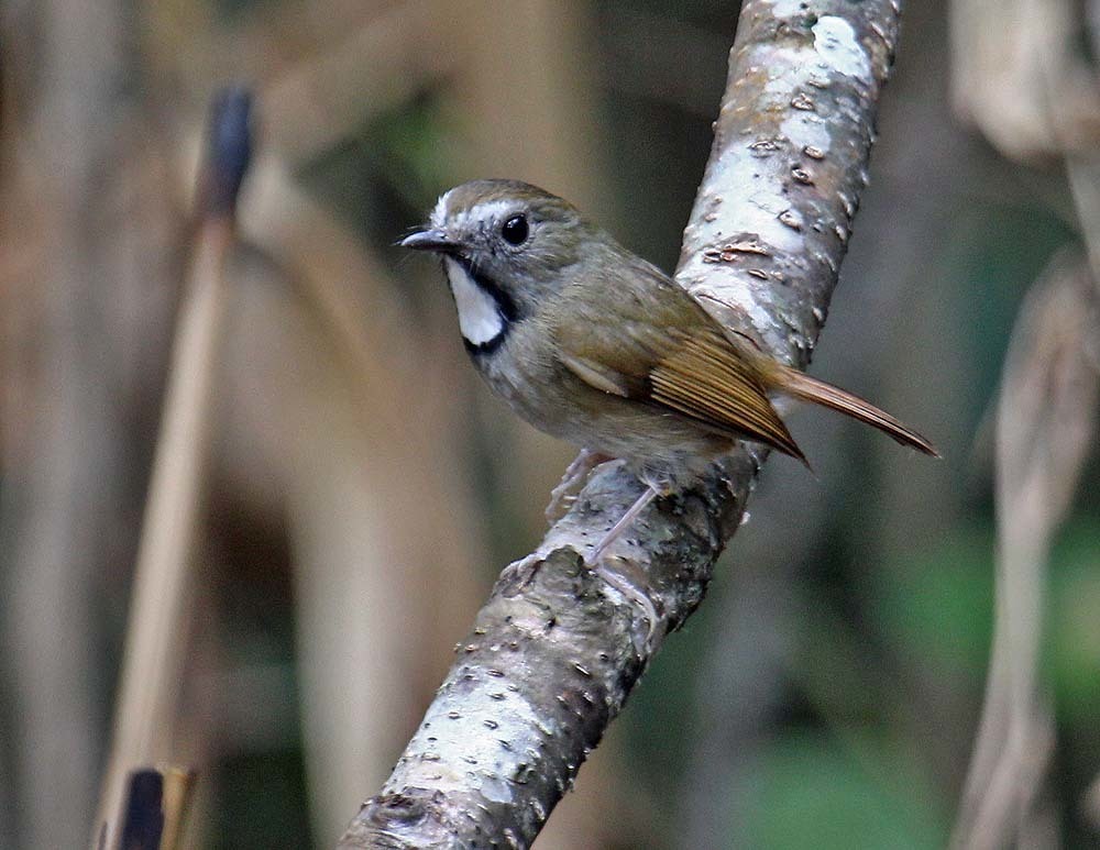 Rufous-browed and White-gorgeted Flycatchers
