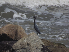 Egretta caerulea