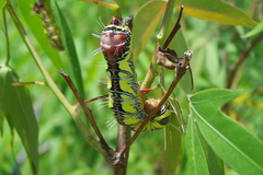 Truncaptera truncata