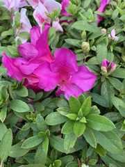 Rhododendron pulchrum phoeniceum