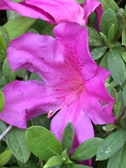 Rhododendron pulchrum phoeniceum