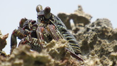 Grapsus albolineatus