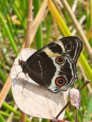 Tisiphone abeona albifascia