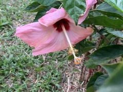 Hibiscus