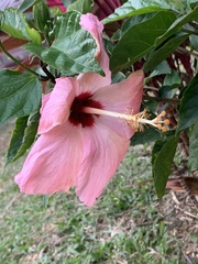 Hibiscus