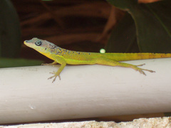 Anolis extremus